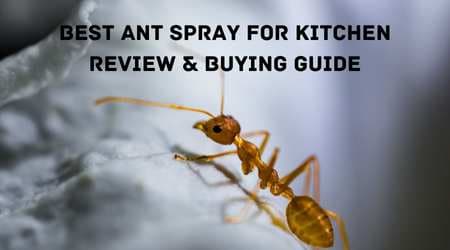 Best Ant Sprays For Kitchen